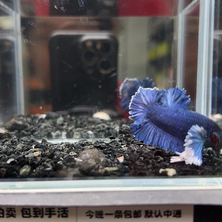 斗鱼跑單拉黑27日94