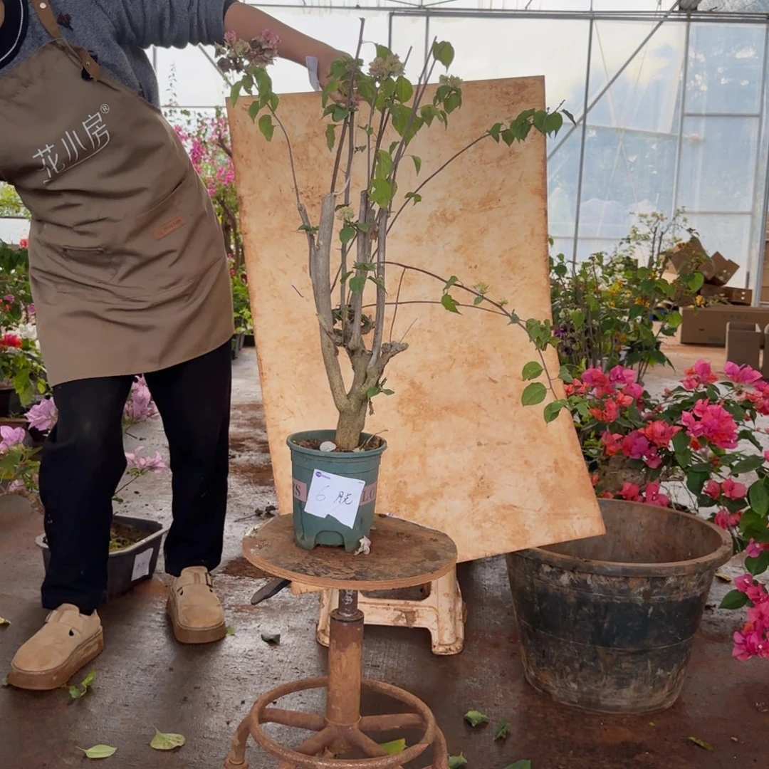 大部分花苞少量开放怡景 6脱