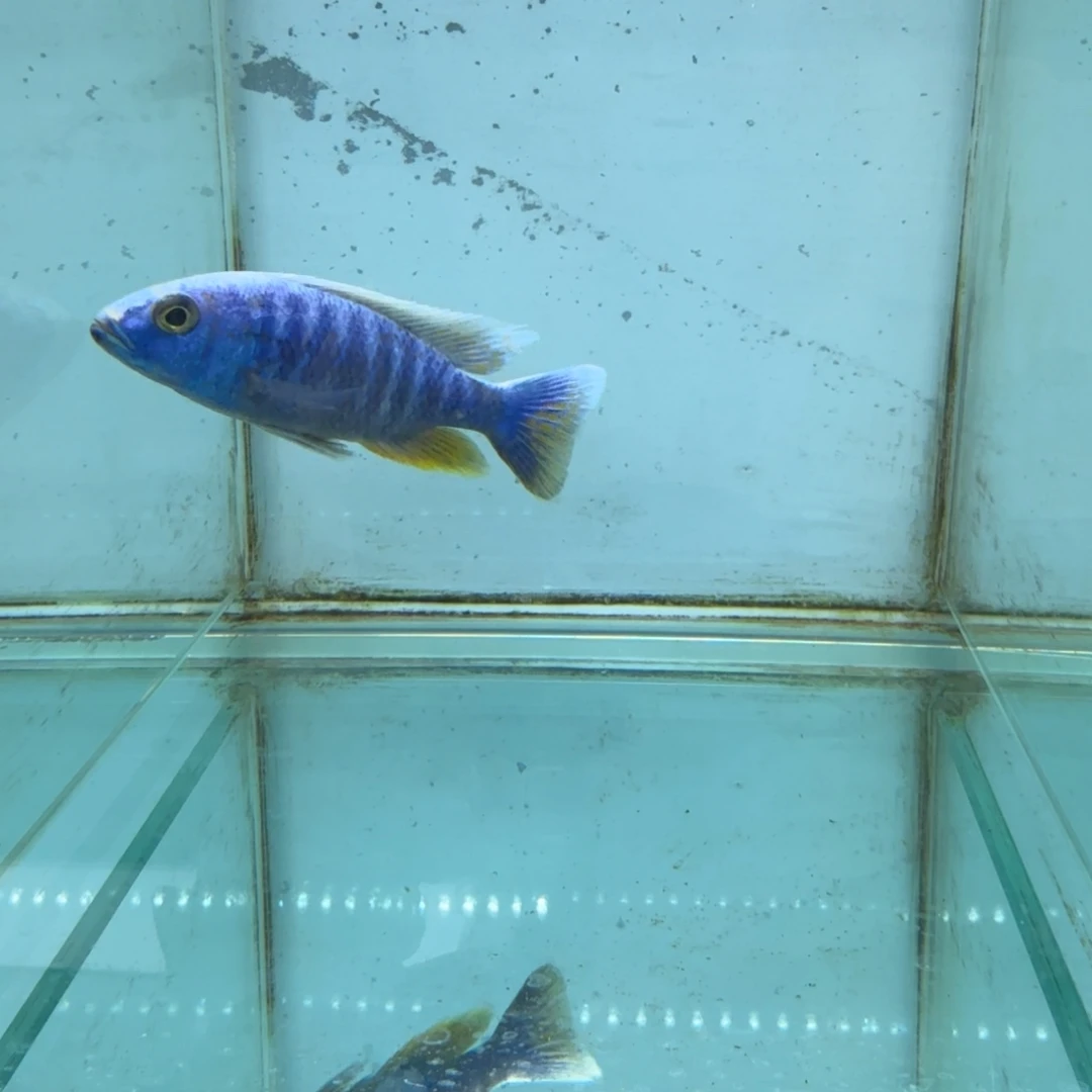 慈鲷1005雪兰亚拉。