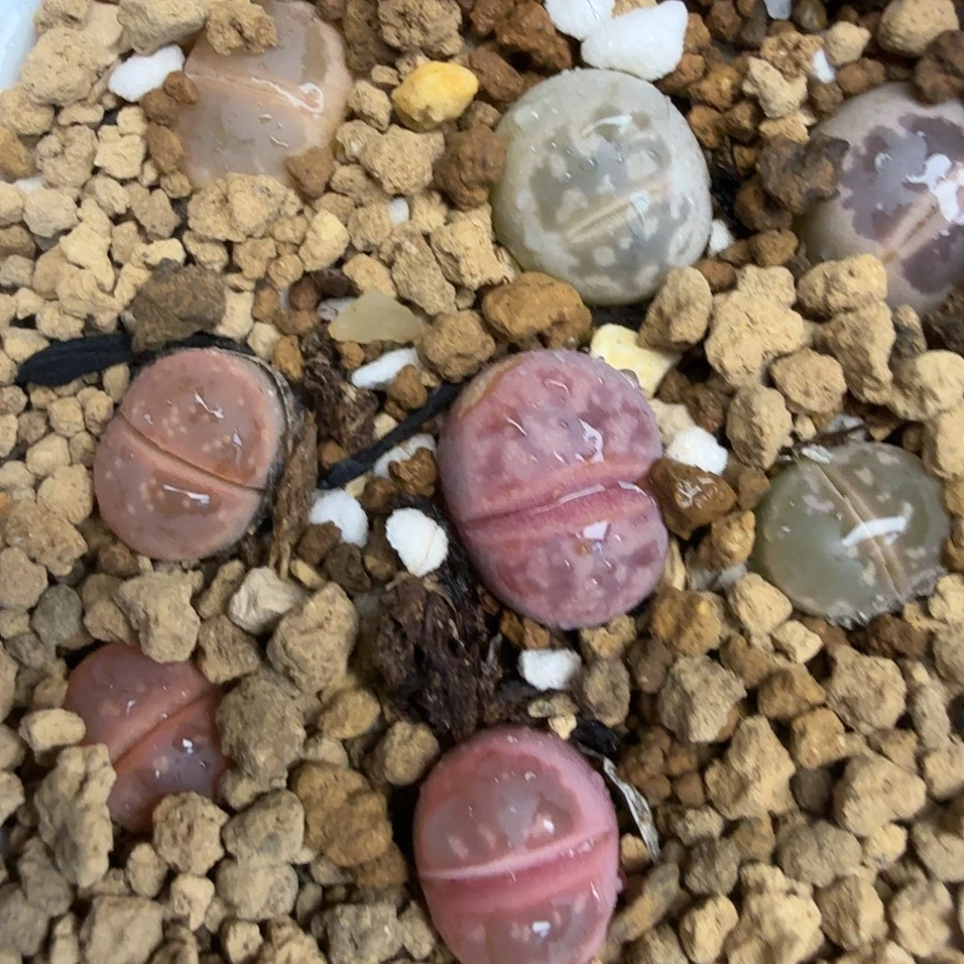 这个我是很看好啊哈哈这个110这个