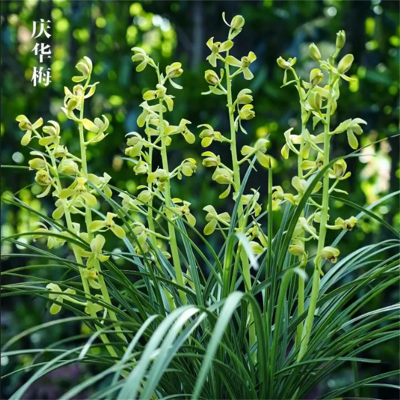 蕙兰庆华梅带花苞浓香兰花苗客厅阳台窗台室内花卉植物好养兰花苗