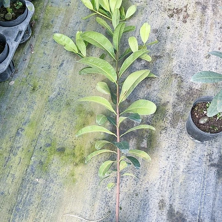 花**叔2245788899999