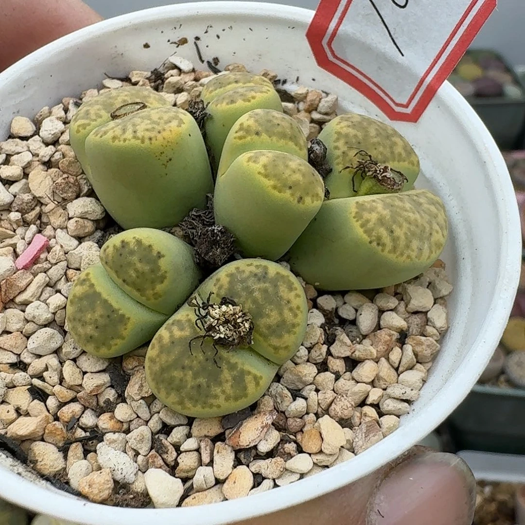 10多肉哈哈哈哈哈哈哈哈