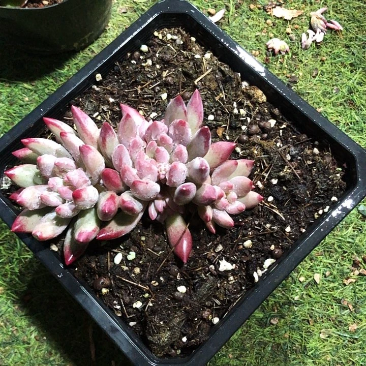 车里子群多肉植物