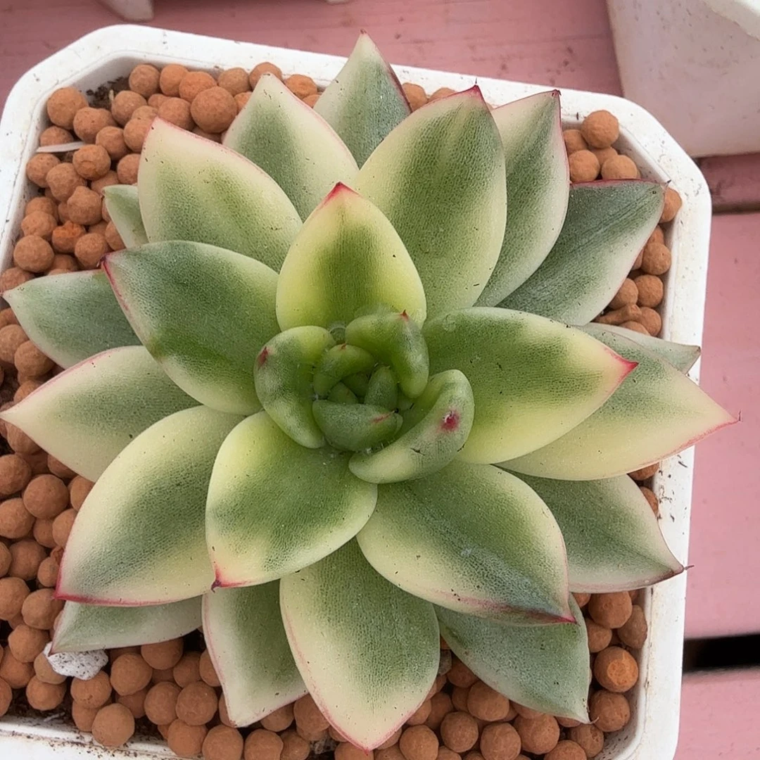 东云锦，多肉植物。