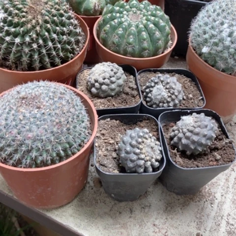 到手八个15米仙人球