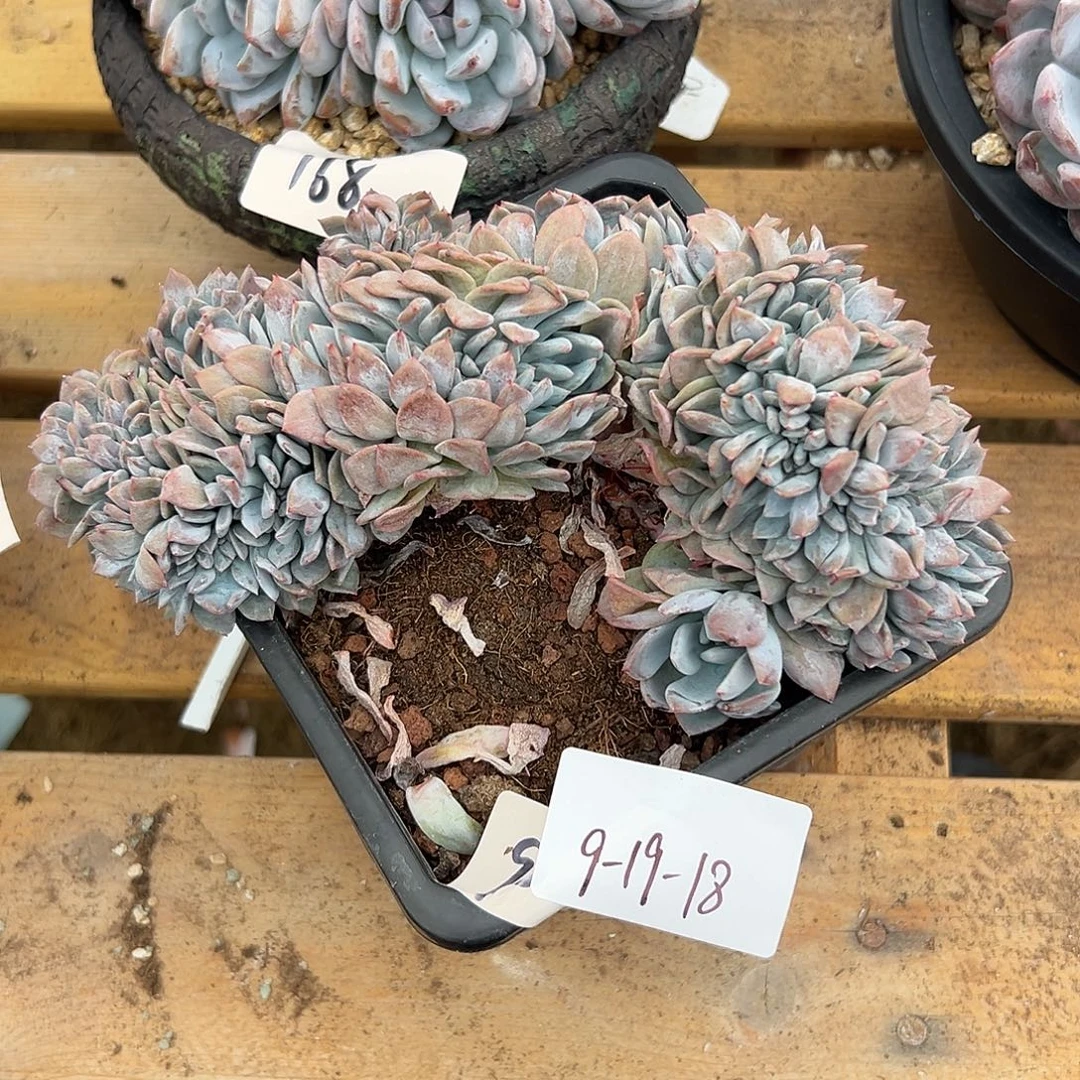 9-19-18星影缀多肉植物