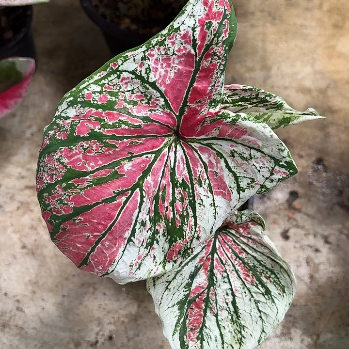 水***裳47-0907天使翅膀泰国发