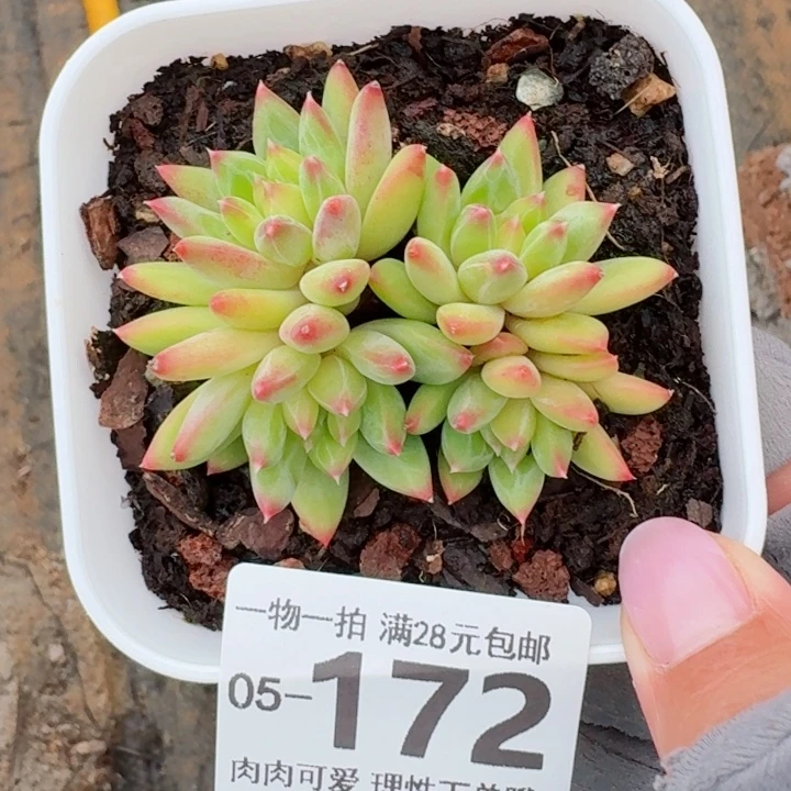 甲骨文无盆土发货多肉多
