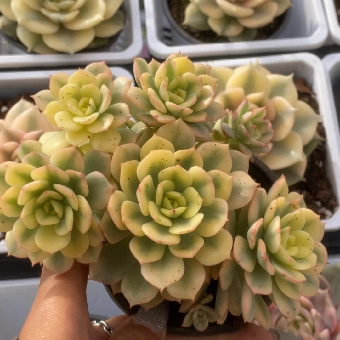 049红化妆锦锦锦锦锦
