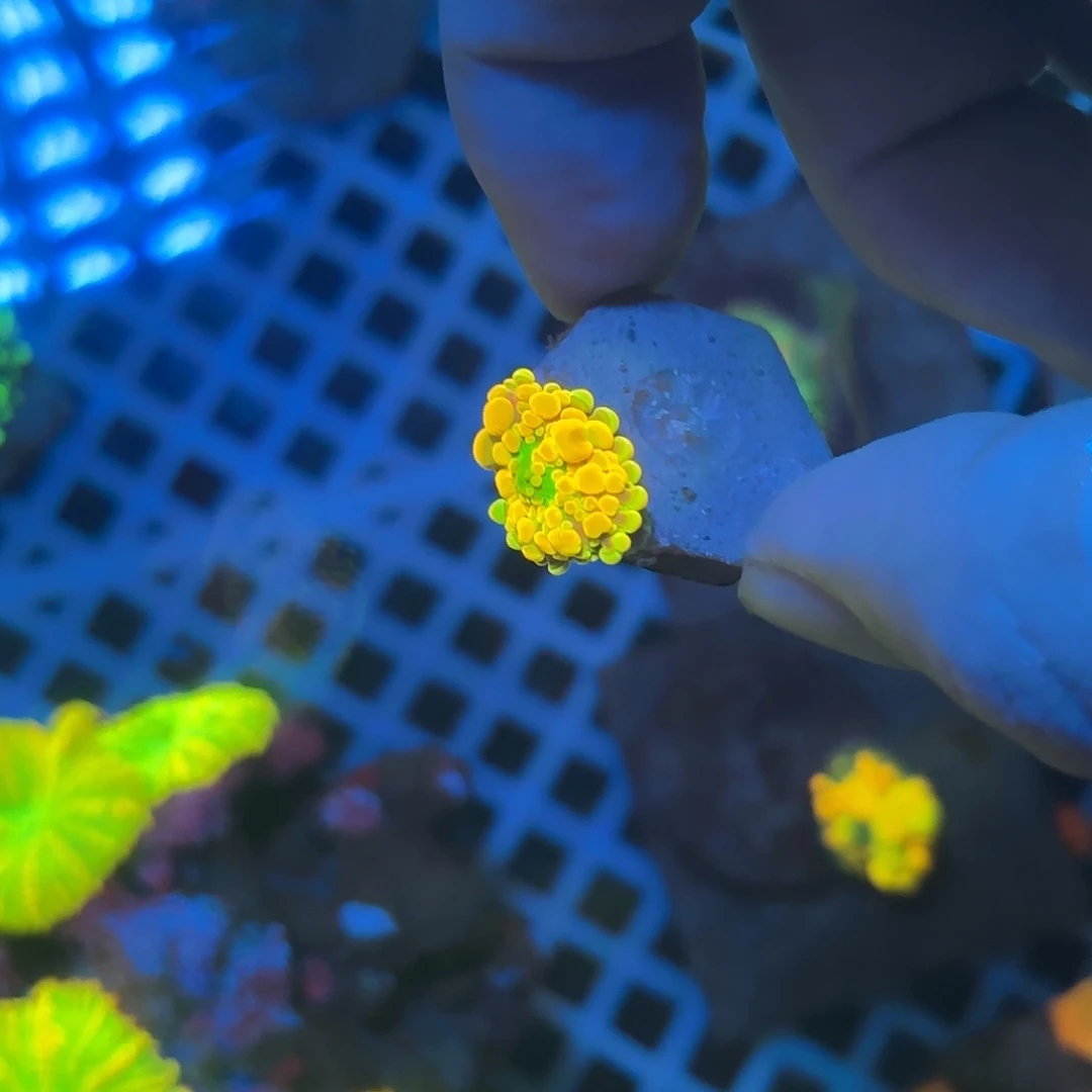 猫***王海缸造景海葵草皮海缸造景