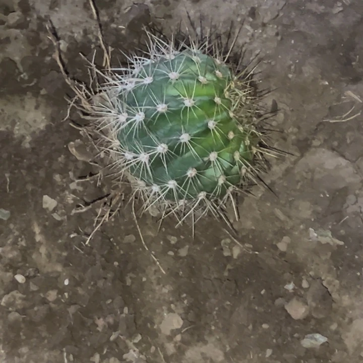 月**上清清706根瑕疵1