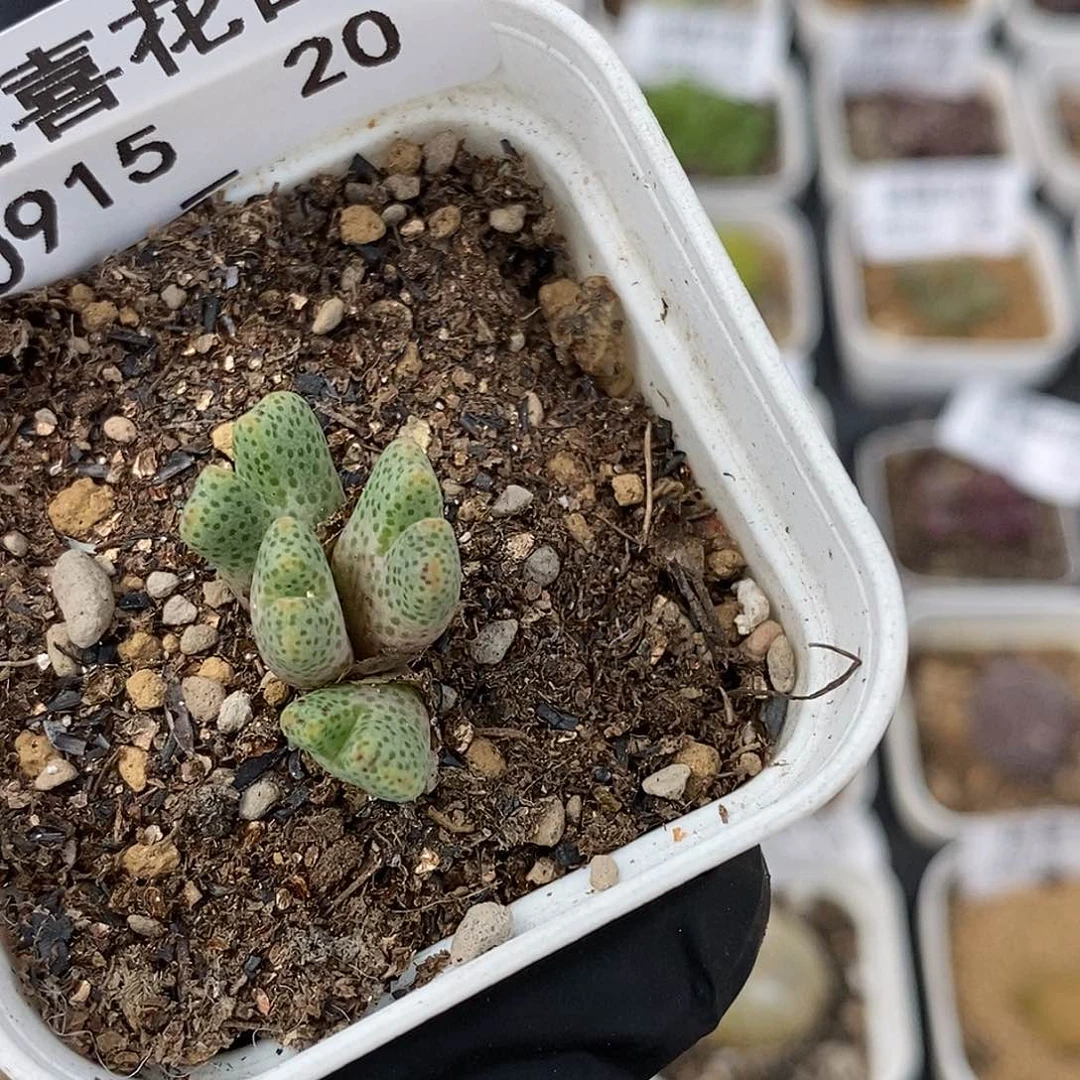 0915-20-斑马福利。