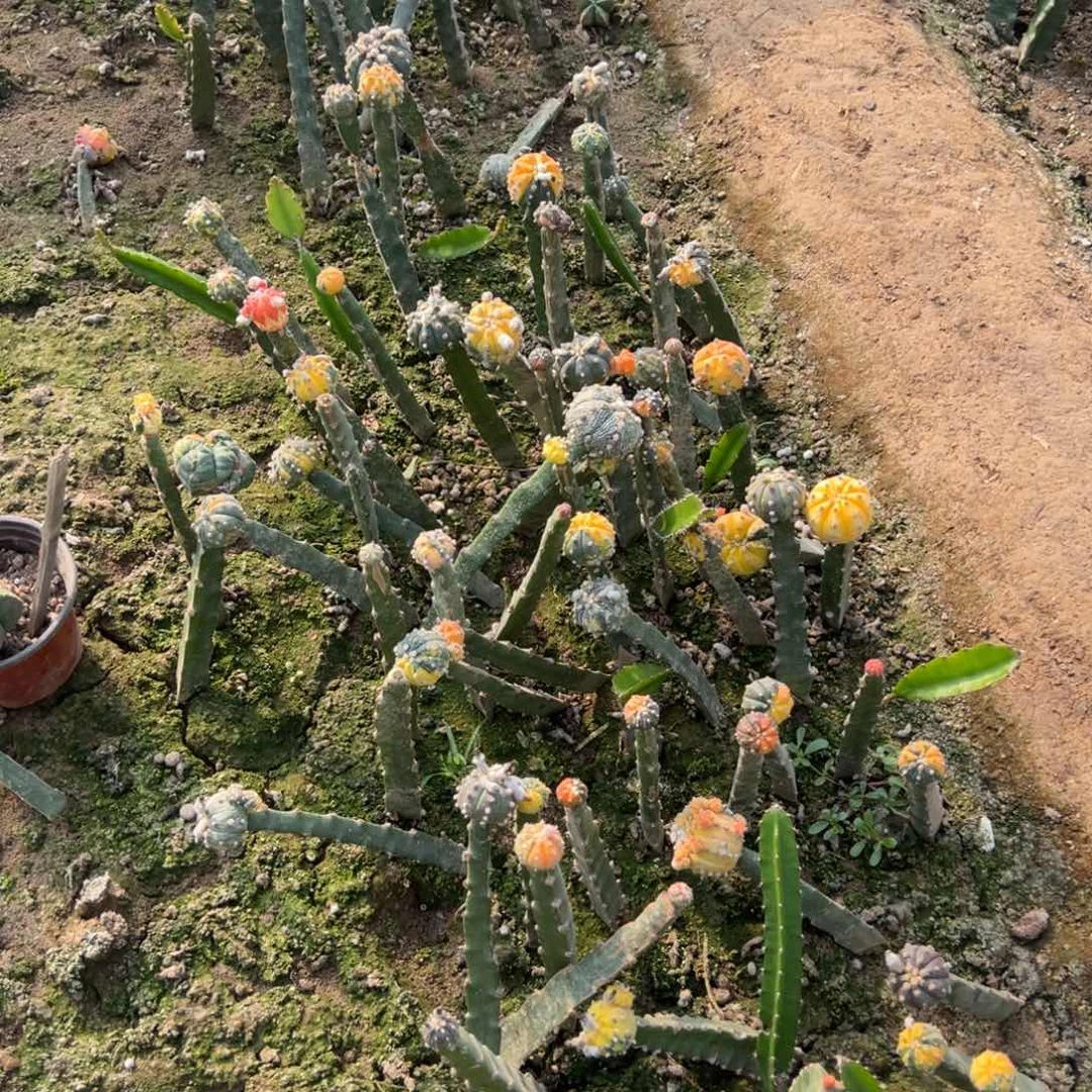 五个苗接兜锦仙人球组合