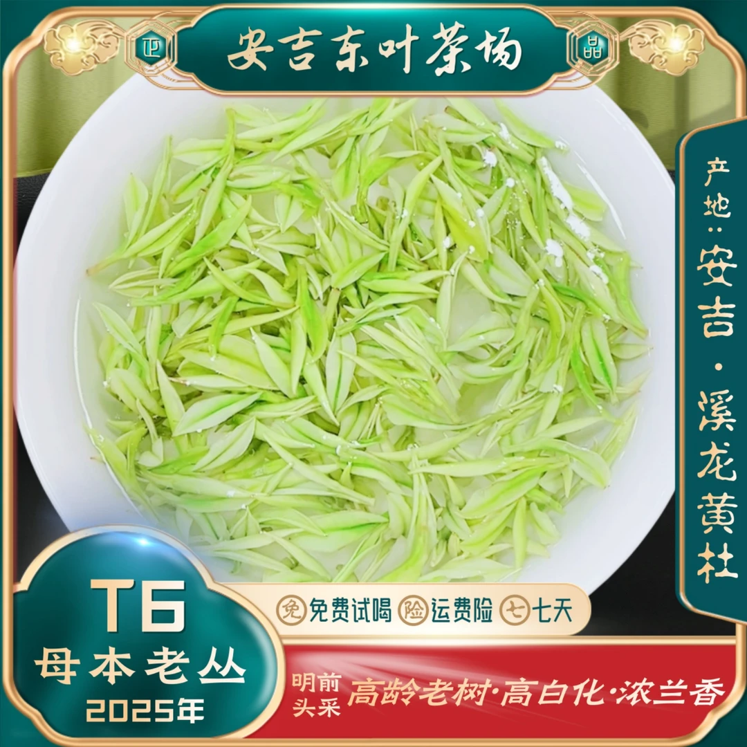 【初秋特惠送清凉福利母本老丛T6】安吉里黄杜老树白茶茶叶浓兰香