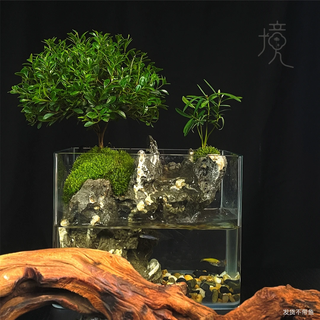 [平川-W]小叶赤楠成品创意真绿植苔藓桌面微景观山水缸20*14*16cm