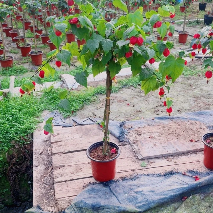 联***）完全开放39.8一物一拍