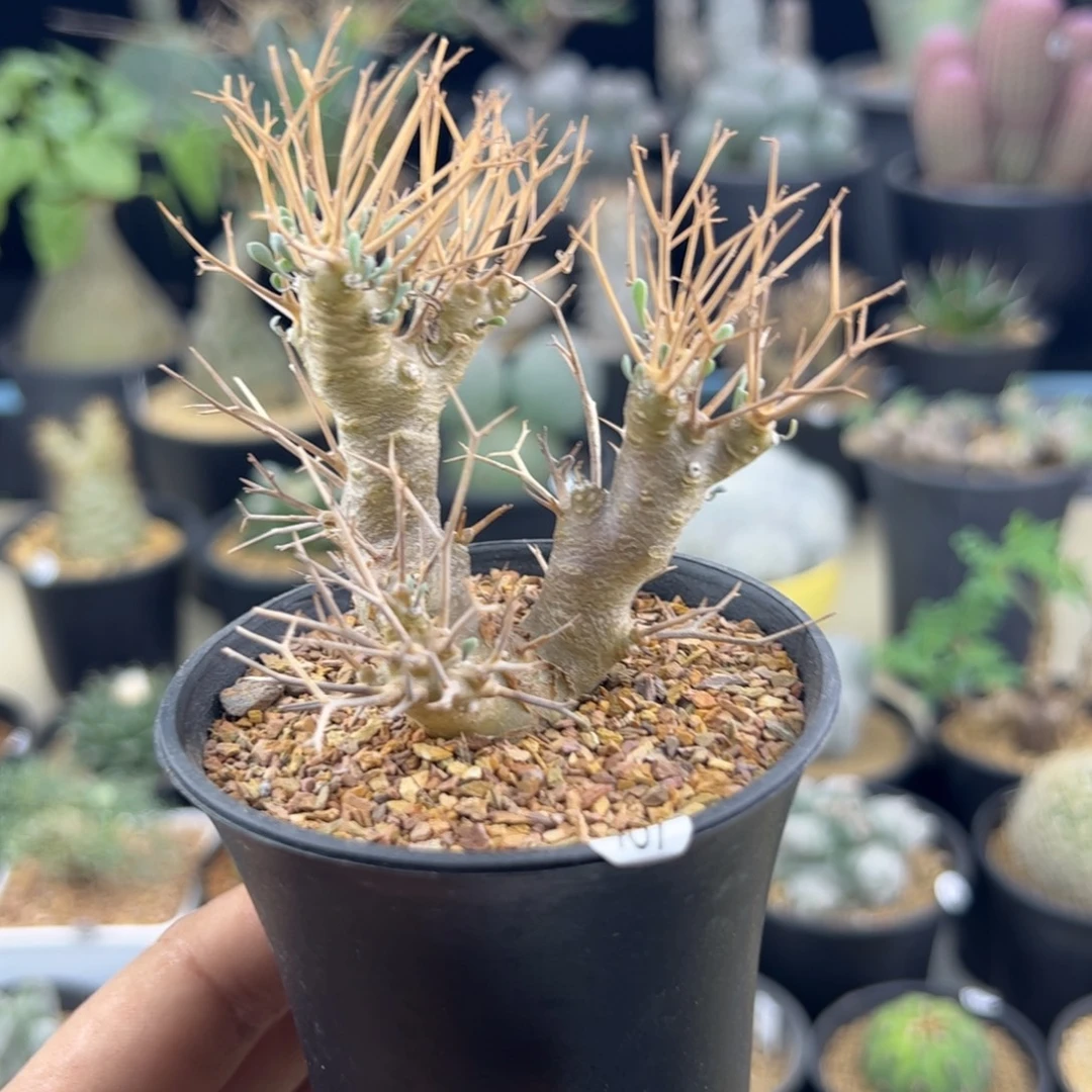 黑鬼殿厚敦菊一物一拍