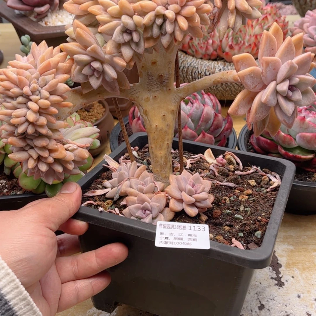 【闪购商品】1133淡雪缀