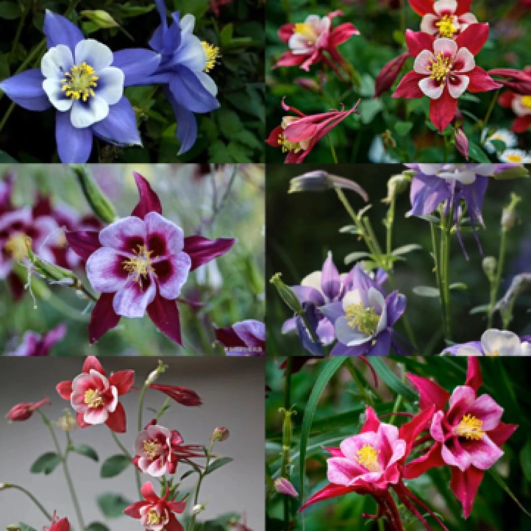 【耧斗菜】拍六盆发七盆花园必备套庭院阳台小花园植物