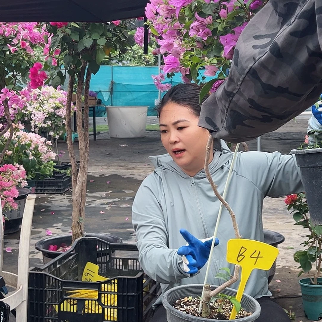 一***纪大部分花苞少量开放B4雪紫