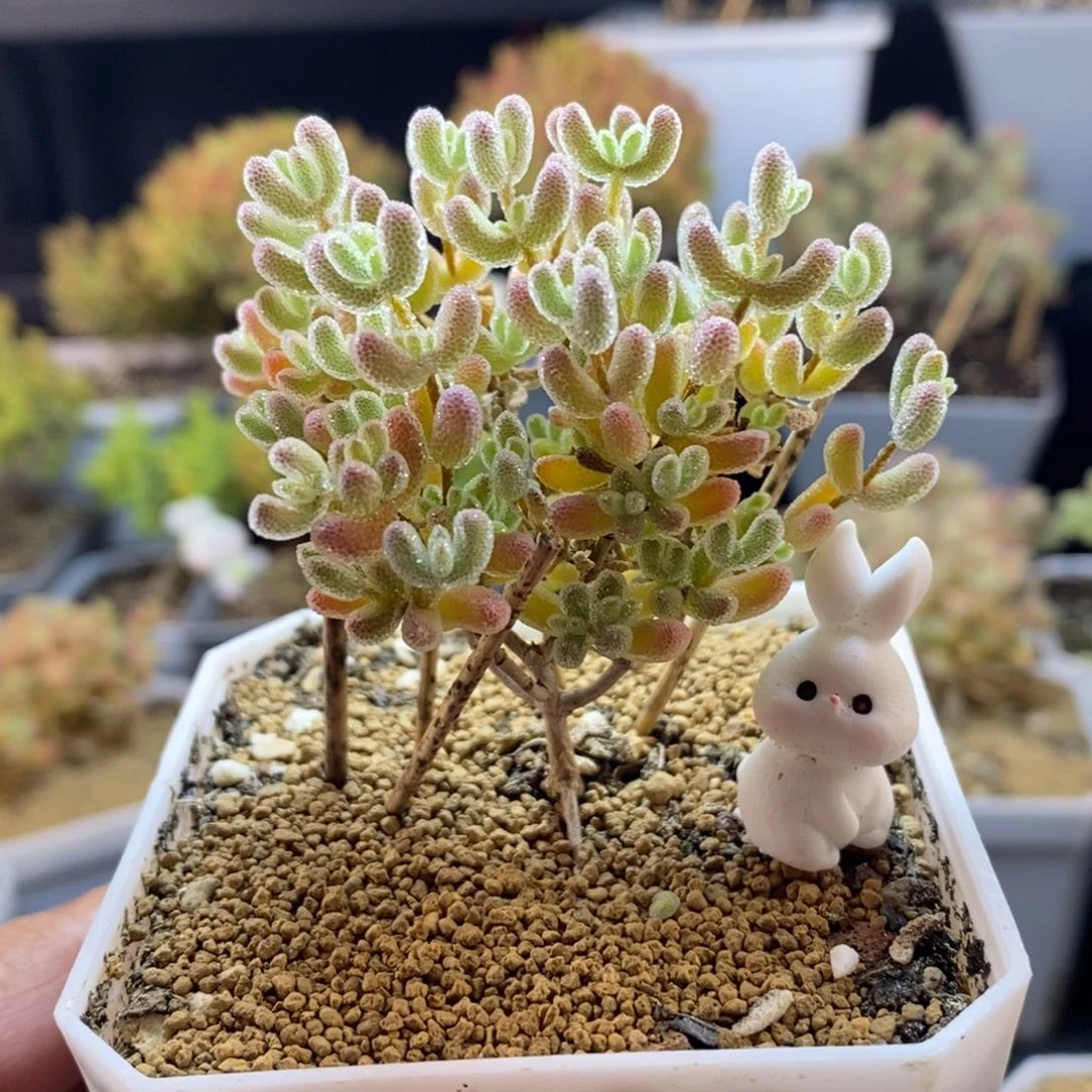 ～****～101号优选冰晶枝干