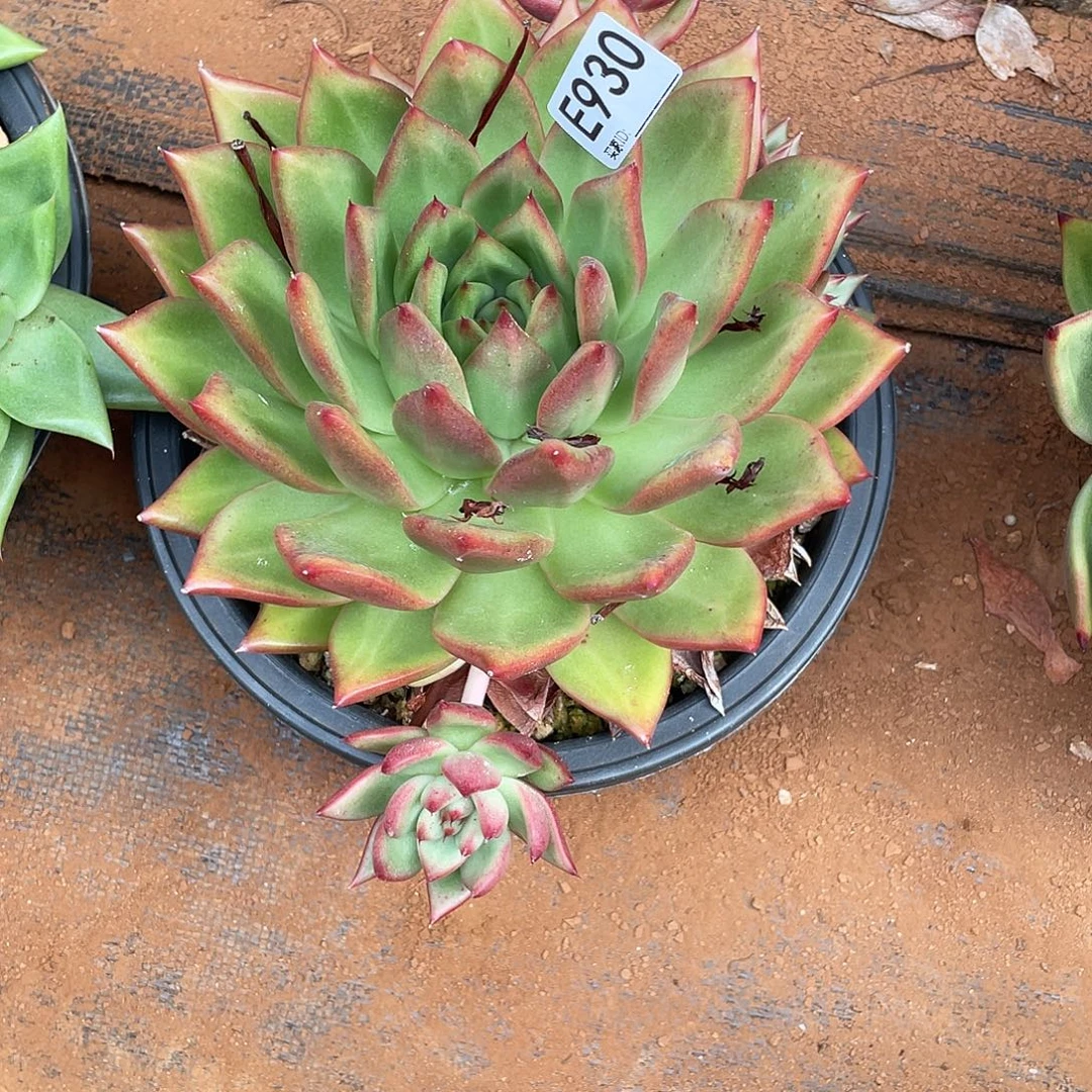 若如东云筐拍E930