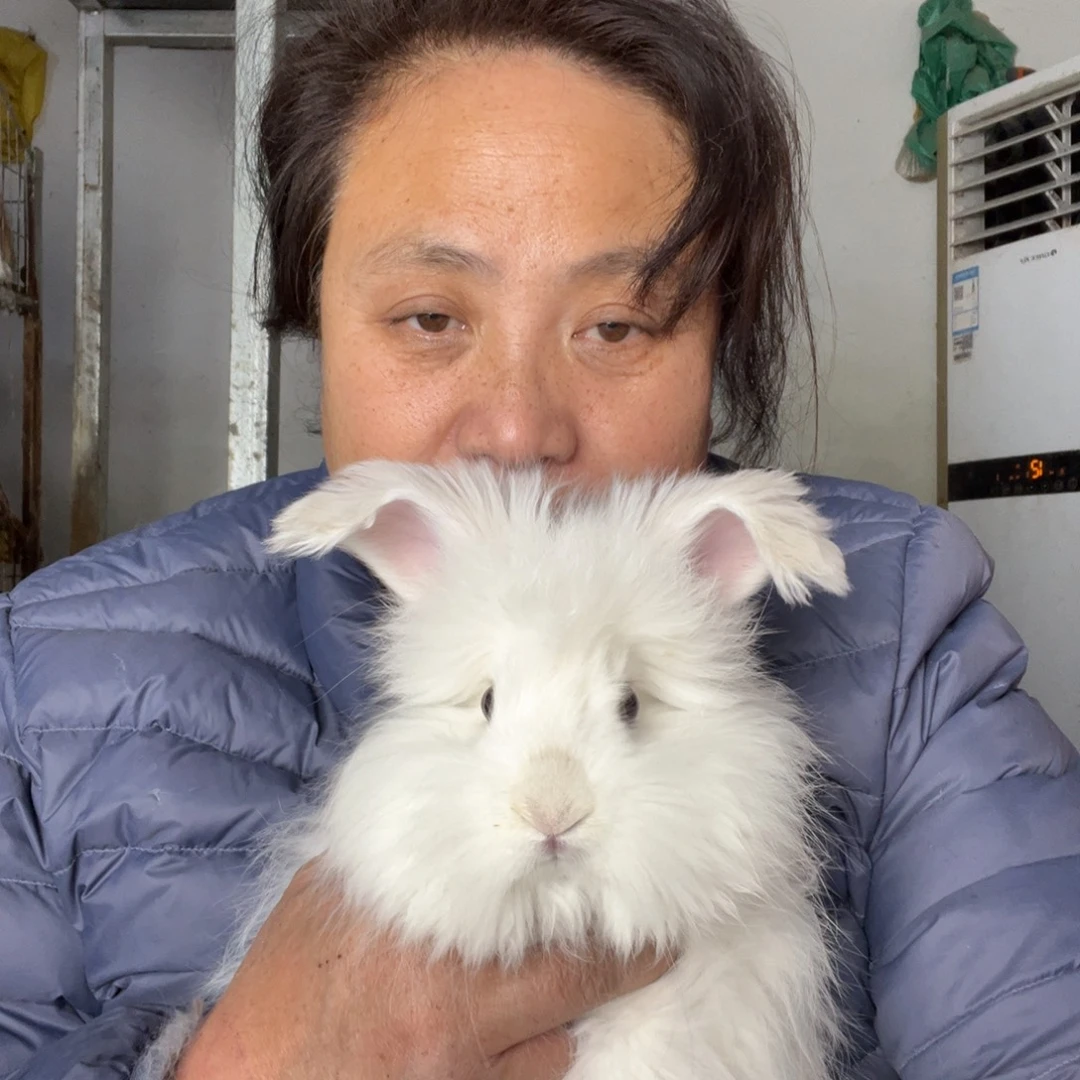 英系安哥拉宠物兔