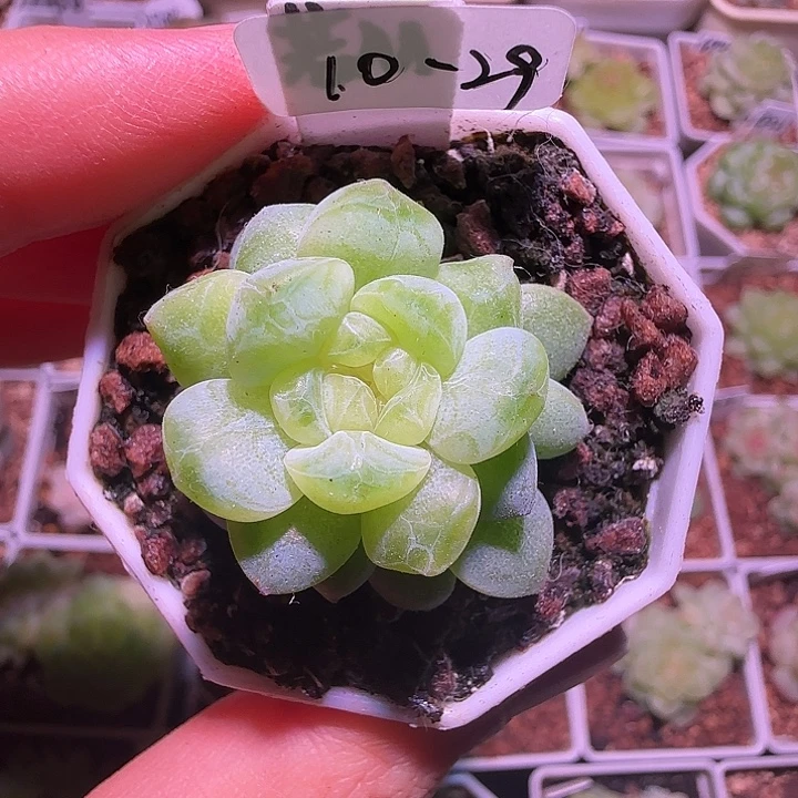 青***橘10-29福利若梦单头