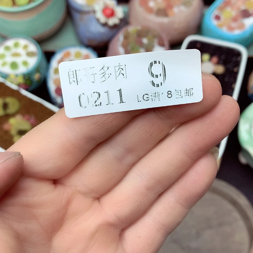 郎哥多肉生石花11-9黑金沙2包