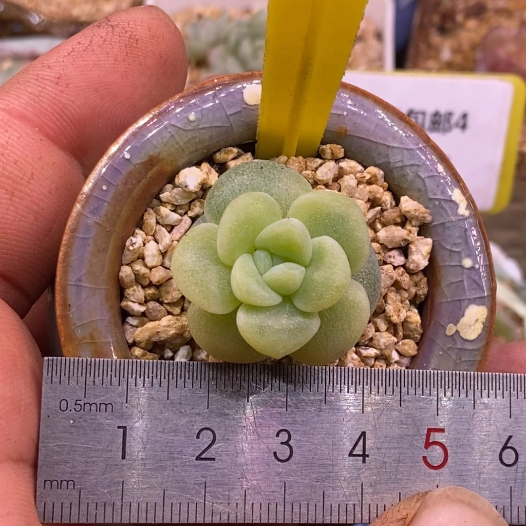 4149冰玉黄富轮锦……