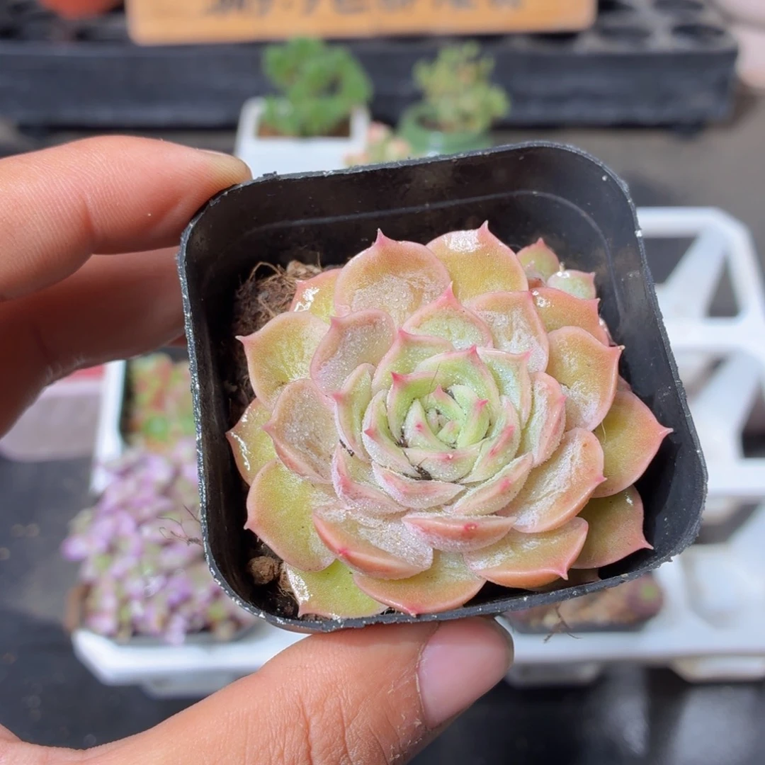 昂斯诺多肉9.9包邮发货