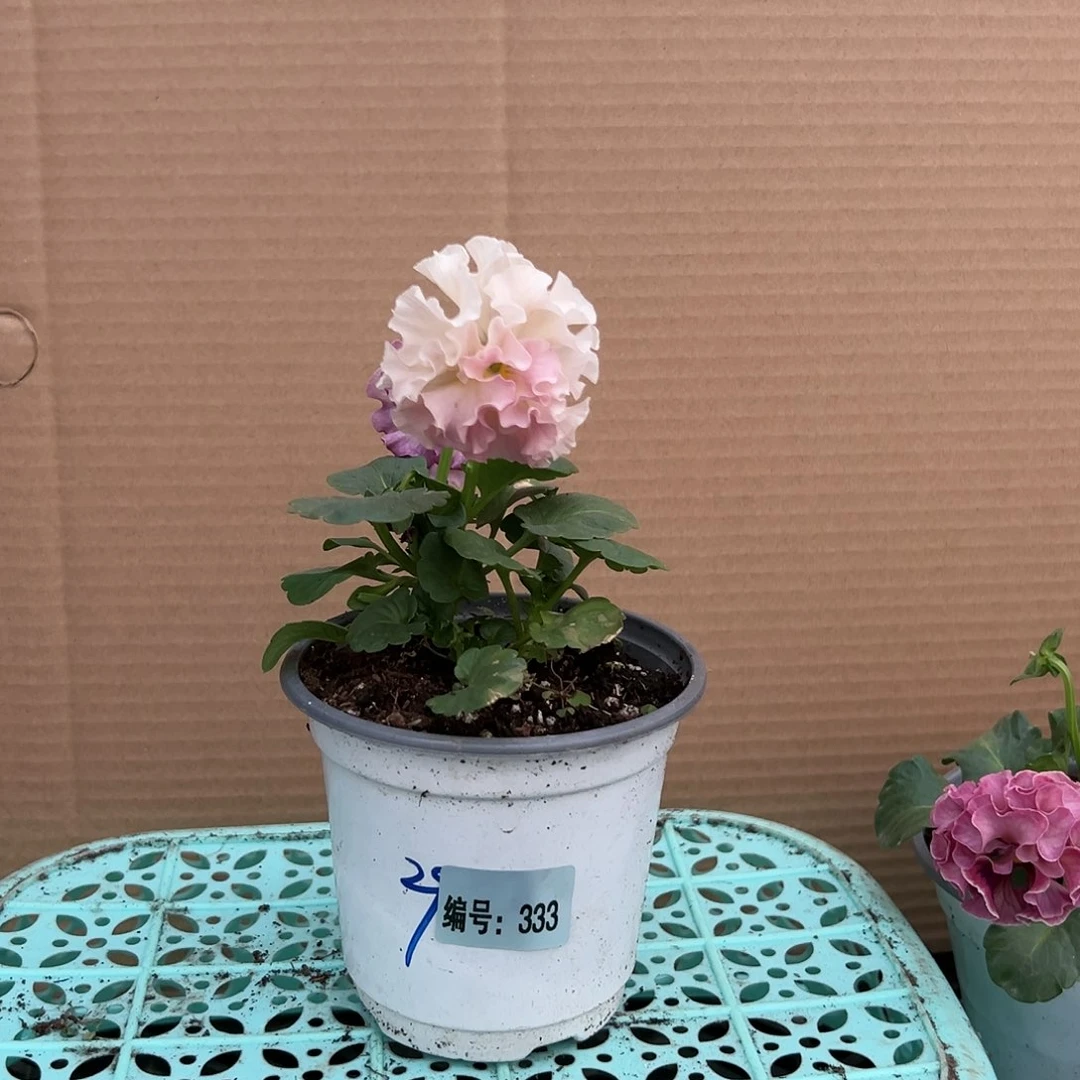 【闪购商品】完全开放333号