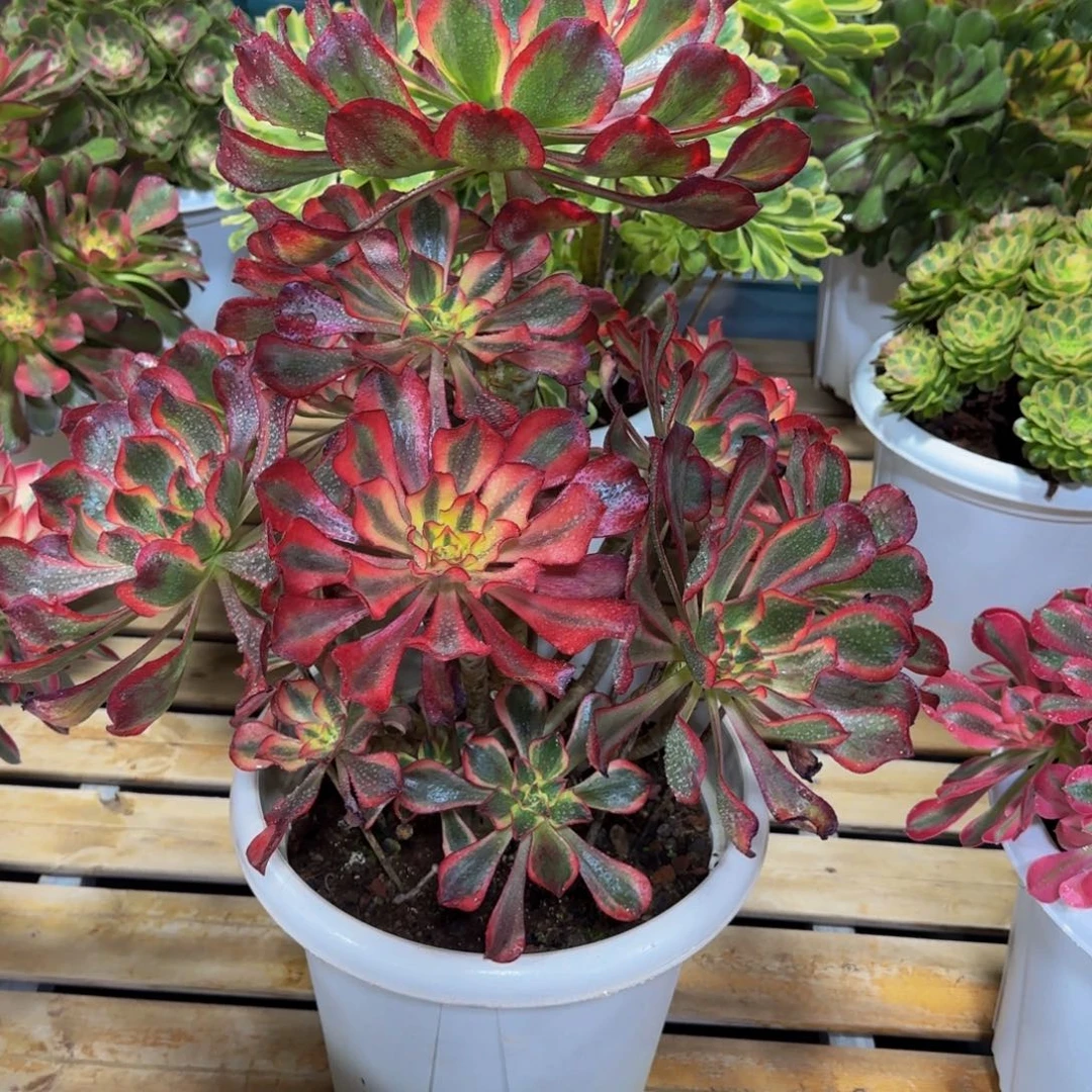 用***8魅影带盆发货物流到付