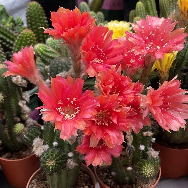 大型红花金刚带花苞一杯