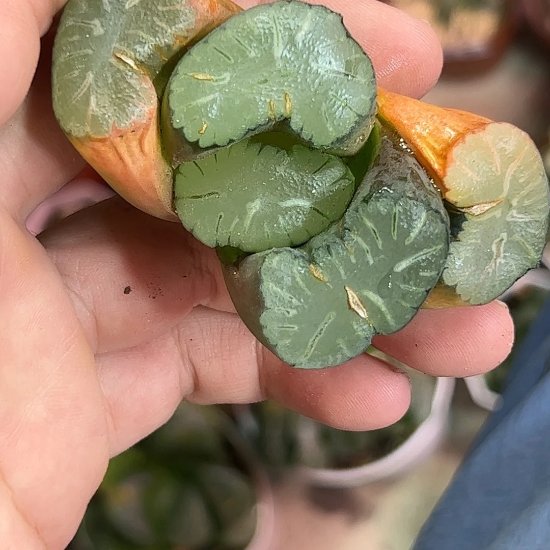 巨大花菱十二卷多肉植物