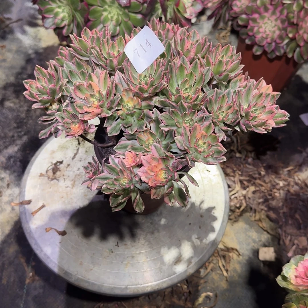 多肉植物甜茶0714