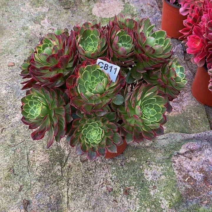 人*万黄锦多肉植物811