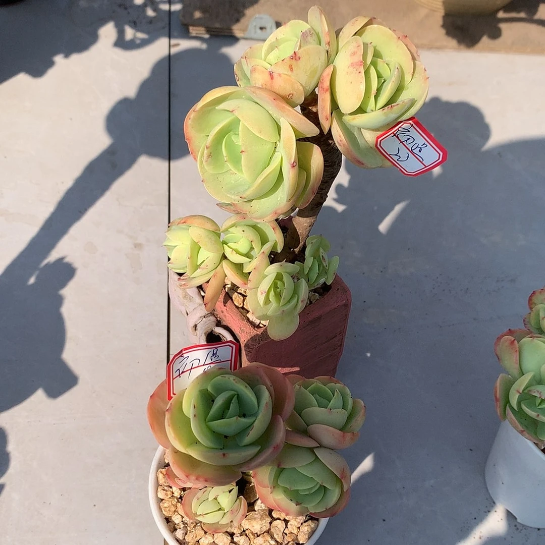 鸡蛋碧桃多肉两颗