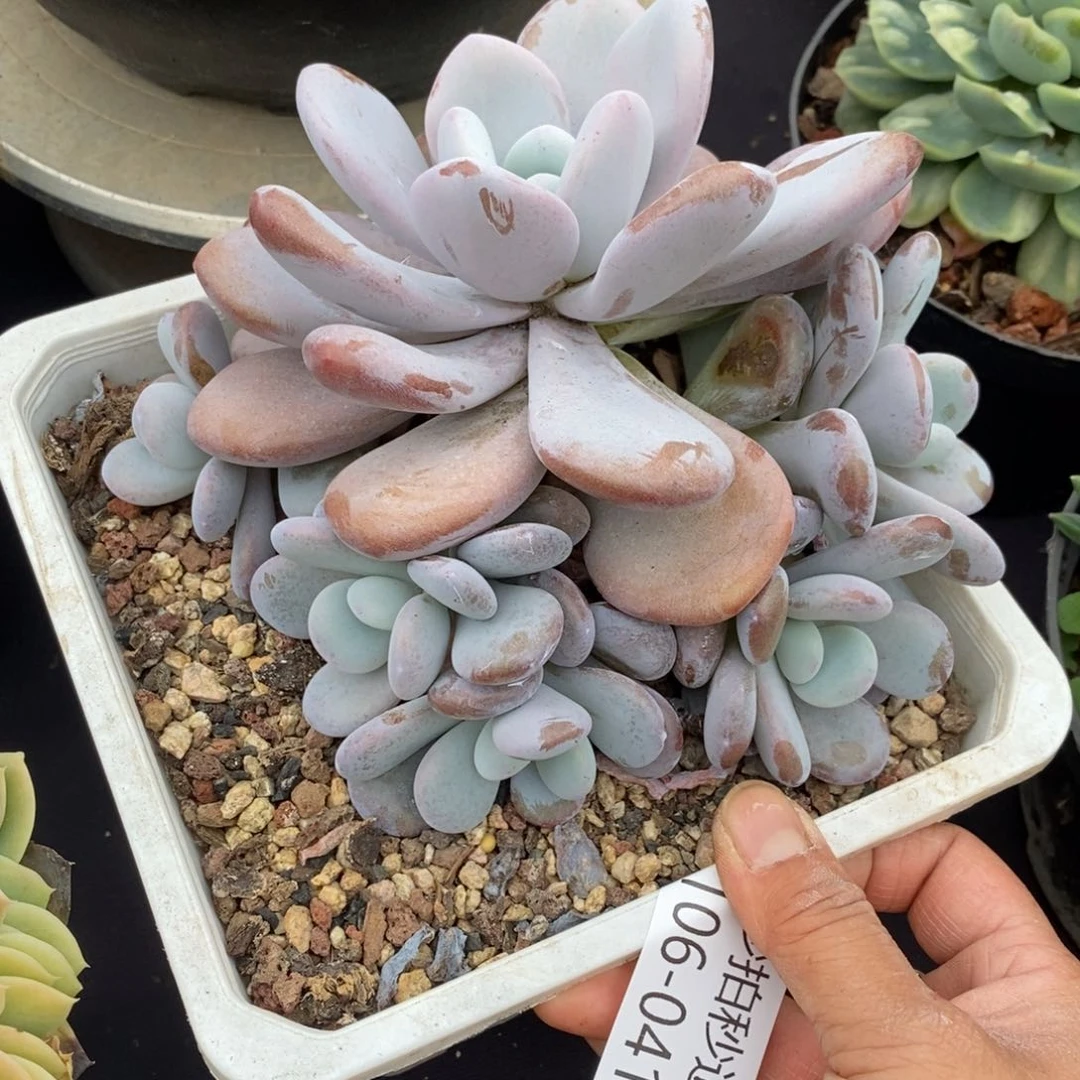 两单包邮1106-41粉兔