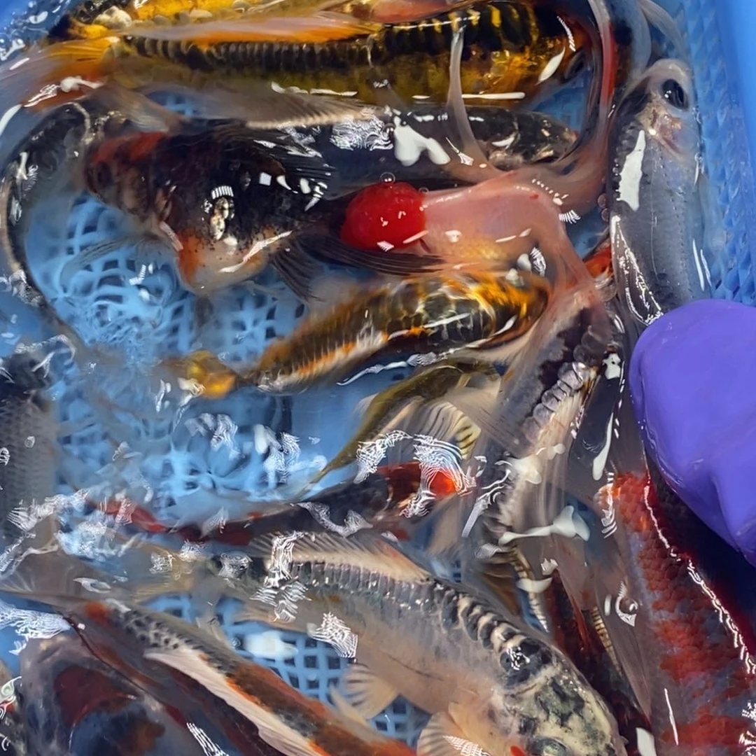 锦鲤冷水锦鲤包邮