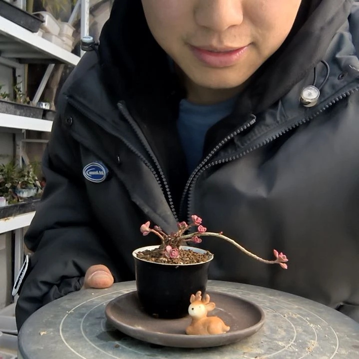 墨*小盆景小植物一物一拍66