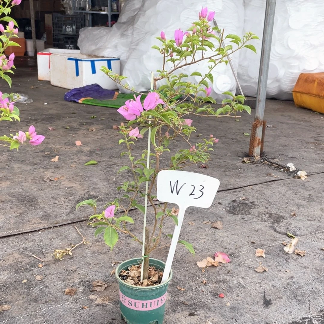 小***小大量花朵（建议范围：8朵-15朵 或40%以上）巴西紫W23