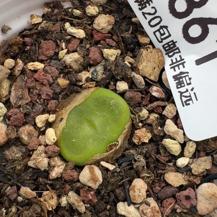 361带盆585808000008