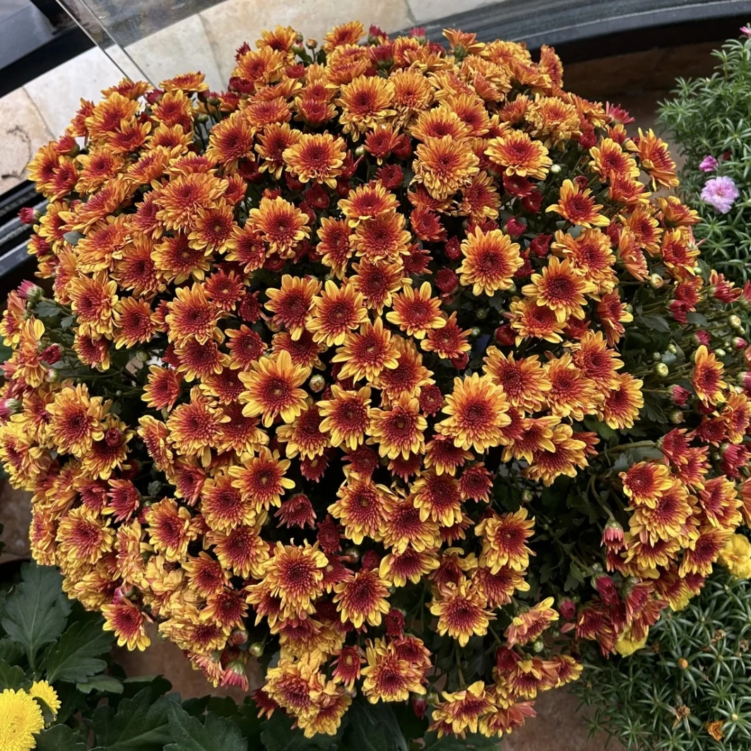 夕阳橙球菊盆栽多年生庭院阳台耐热耐晒爆花强新手易养护发货快