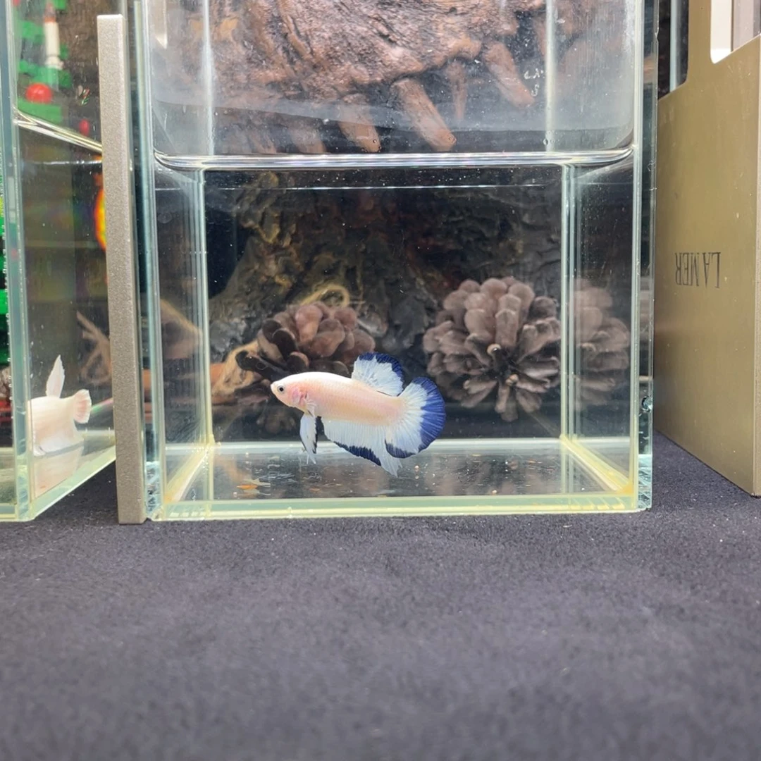 斗鱼鱼次元竞价一月四日竞价