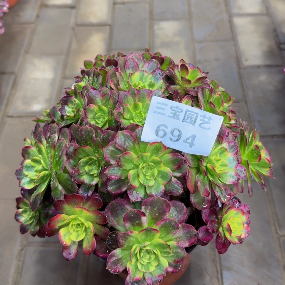 多肉植物694安娜