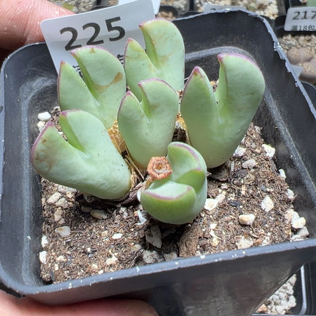 【闪购商品】 225。