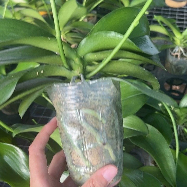 当前无花栽培后可以开花金树2抽梗苗