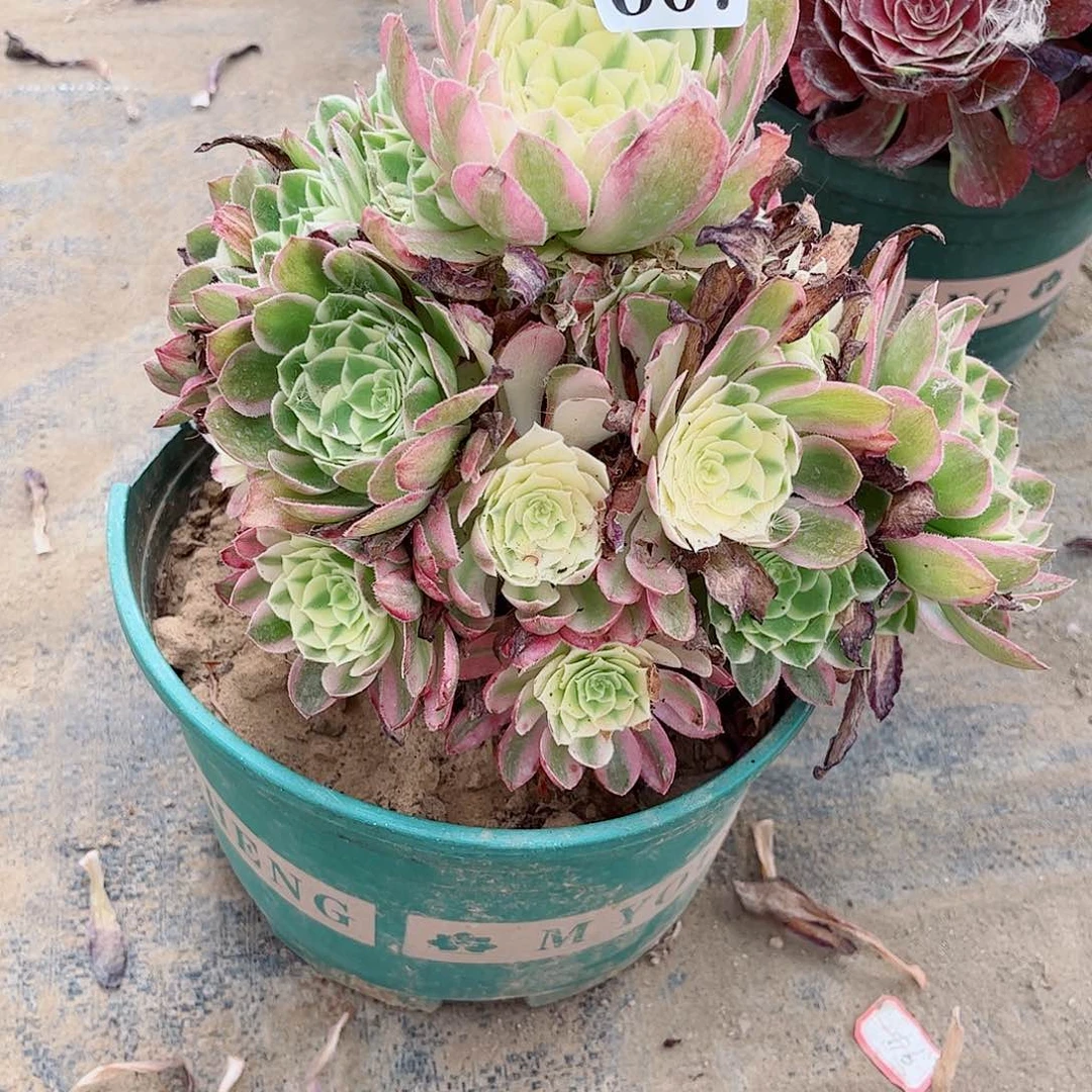 无花朵多肉植物西007